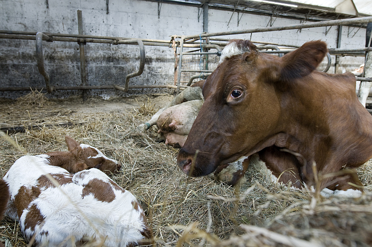 Waardering voor zuivelsector, maar kritiek op scheiding koe en kalf