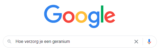 Zoekopdracht in Google: hoe verzorg je een geranium.
